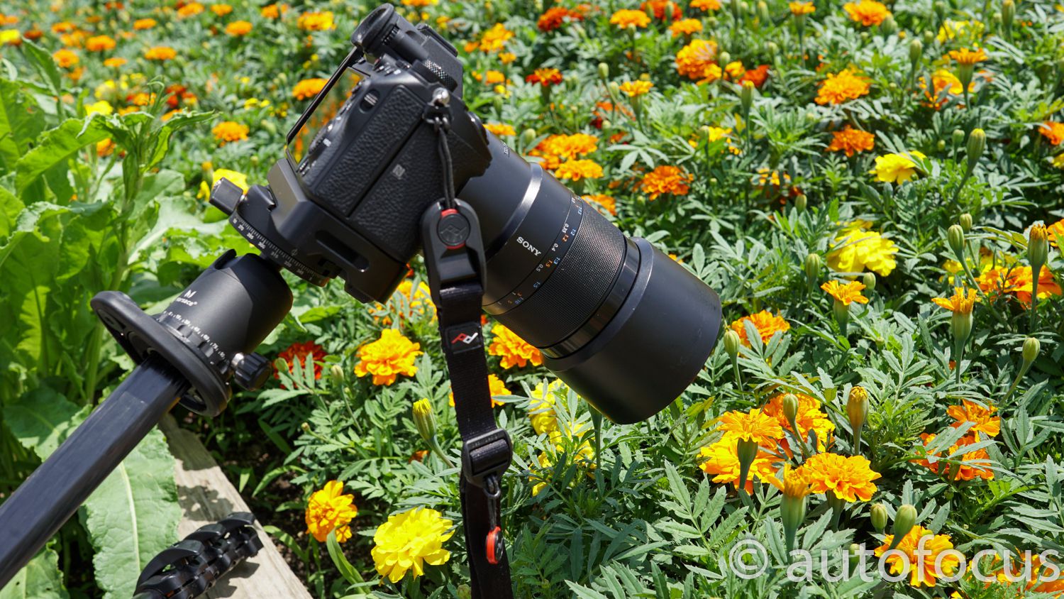 FE 90mm F2.8 Macro G OSSの作例 咲くやこの花館 | カメラを持って 
